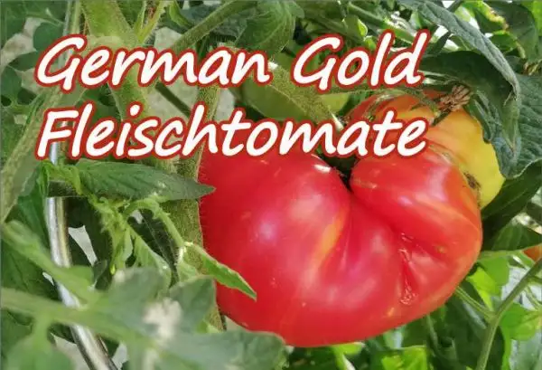 Tomaten: German Gold