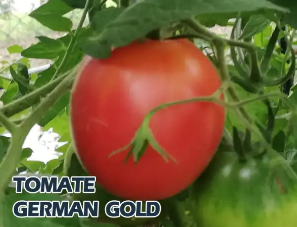 Tomaten: German Gold