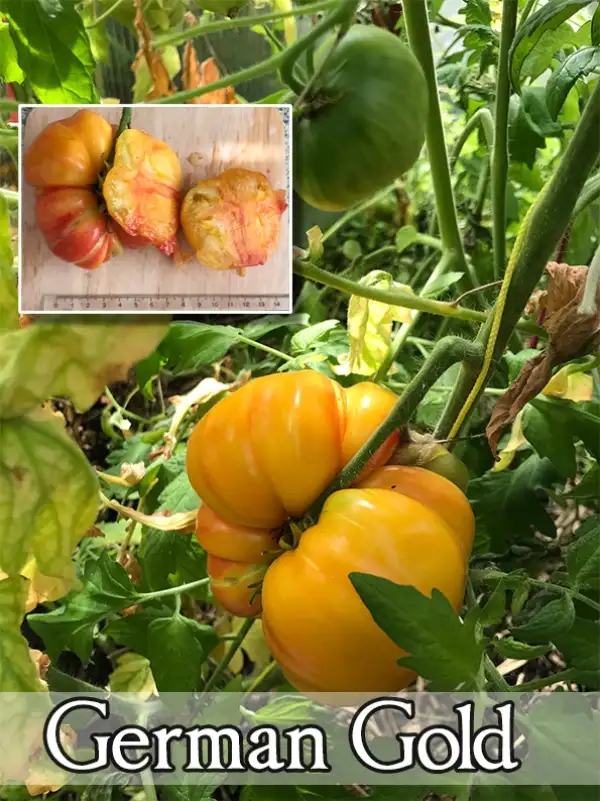 Tomaten: German Gold