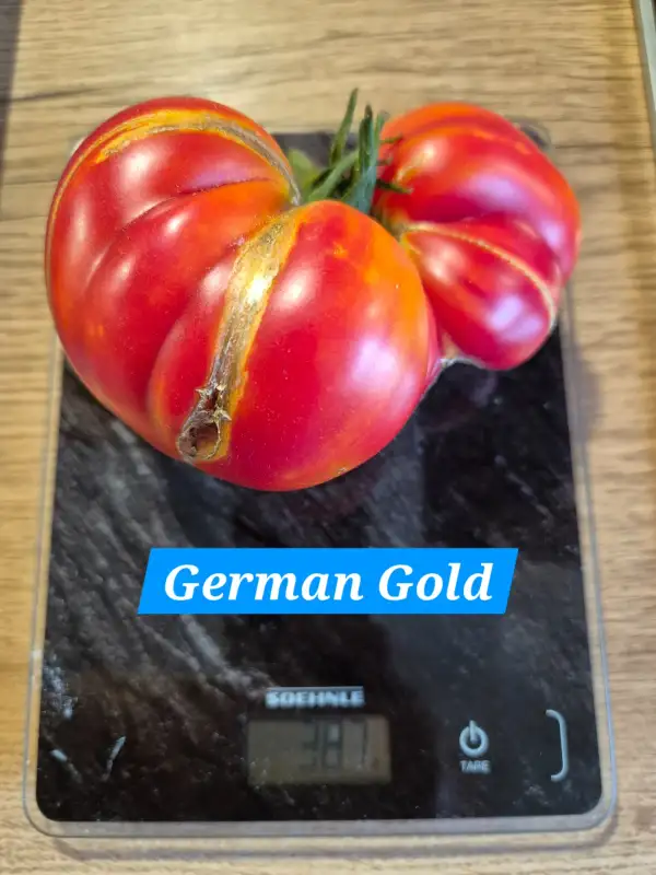 Tomaten: German Gold