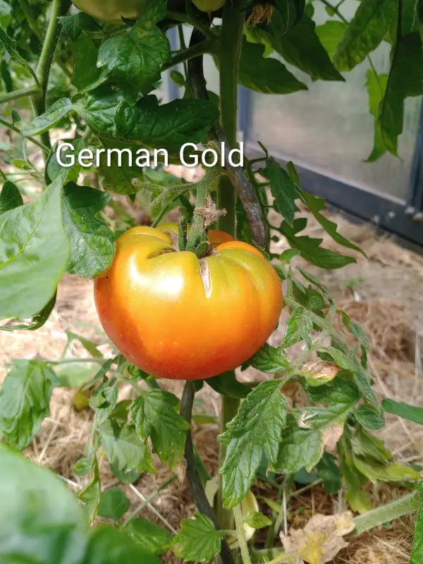 Tomaten: German Gold
