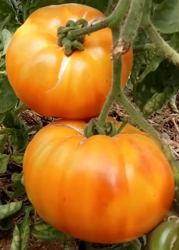 Tomaten: German Gold
