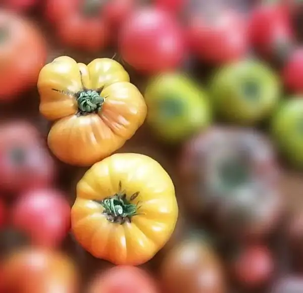 Tomaten: German Gold