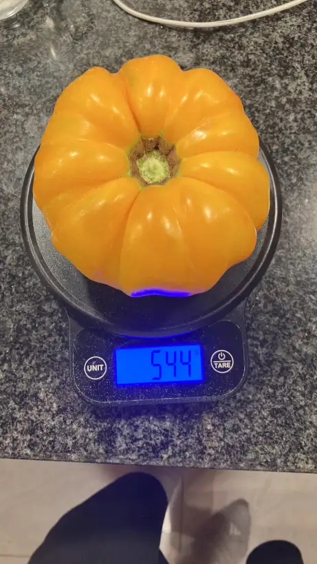 Tomaten: German Gold