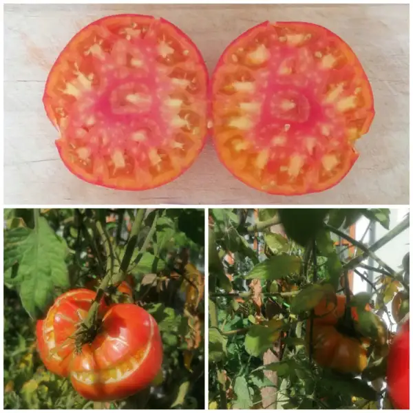 Tomaten: German Gold