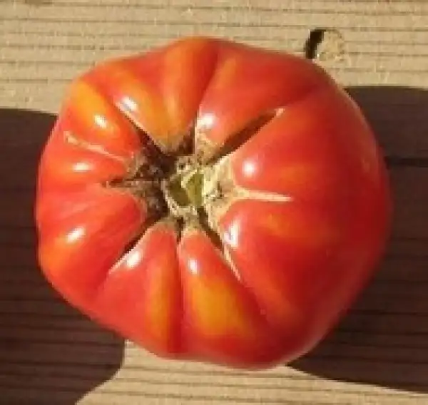 Tomaten: German Johnson