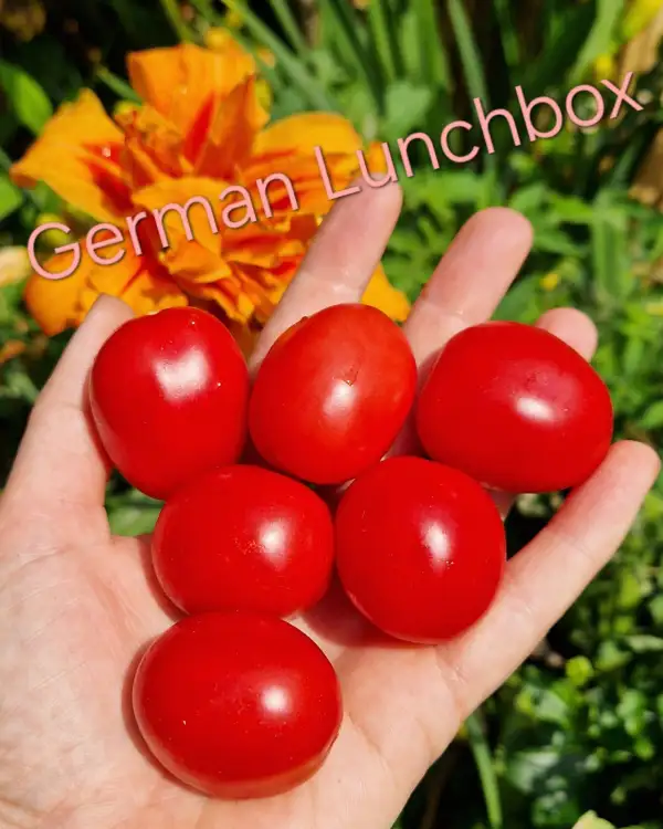 Tomaten: German Lunchbox