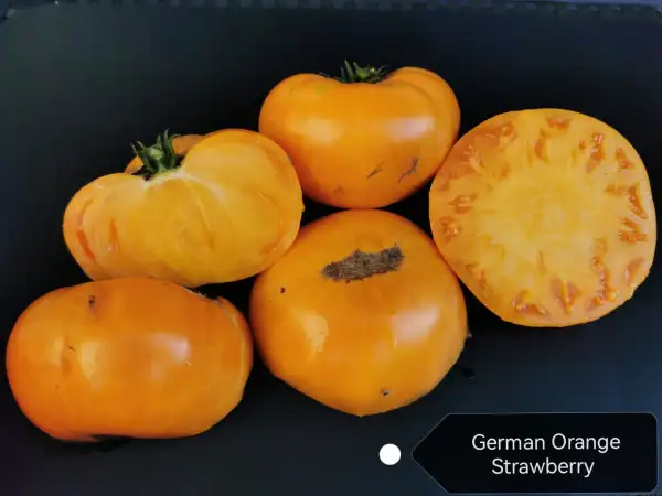 Tomaten: German Orange Strawberry