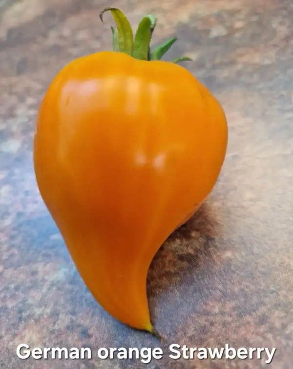 Tomaten: German Orange Strawberry