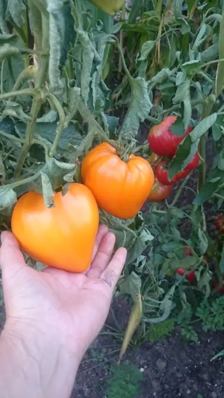 Tomaten: German Orange Strawberry