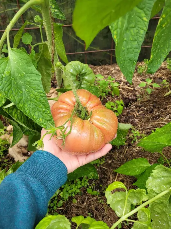 Tomaten: German Queen