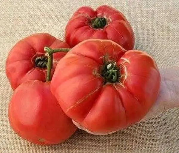 Tomaten: German Queen