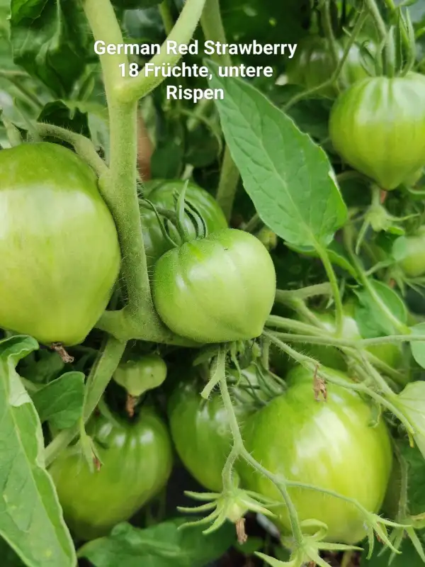 Tomaten: German Red Strawberry