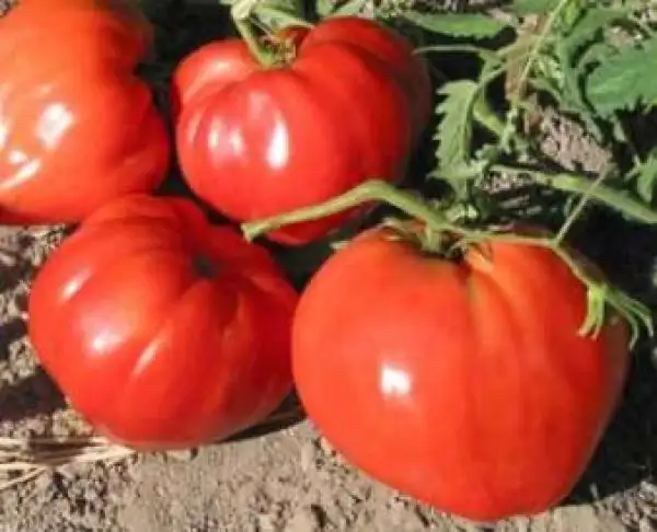 Tomaten: German Red Strawberry