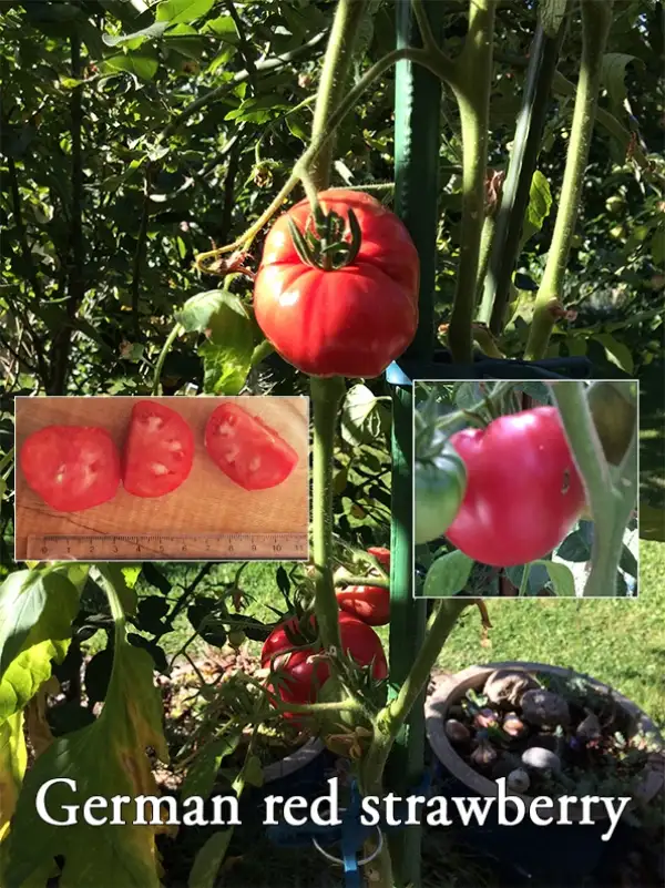 Tomaten: German Red Strawberry