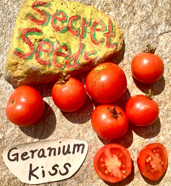 Tomaten: Germanium Kiss