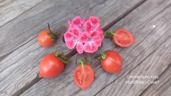 Tomaten: Germanium Kiss, Multiflora