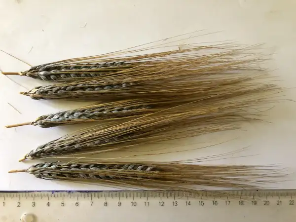 andere Gemüse: gerste 