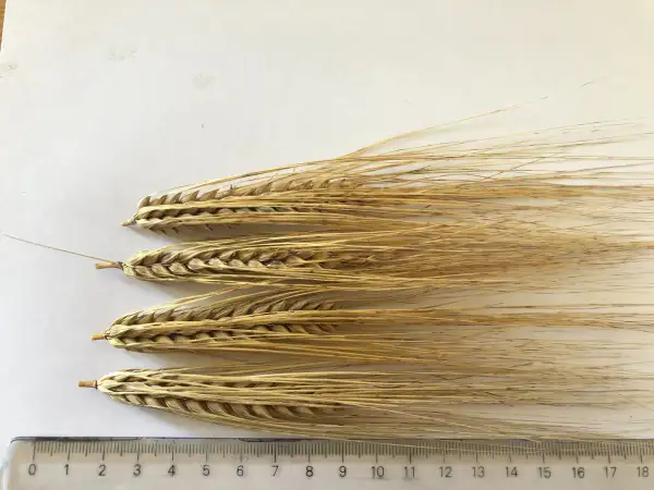 andere Gemüse: gerste 