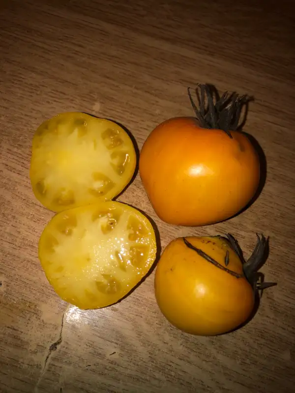 Tomaten: Getman Mazepa