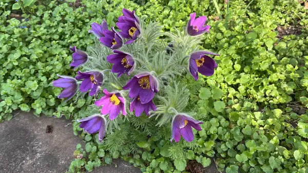 Stauden / Gehölz: Gewöhnliche Kuhschelle (Pulsatilla vulgaris)