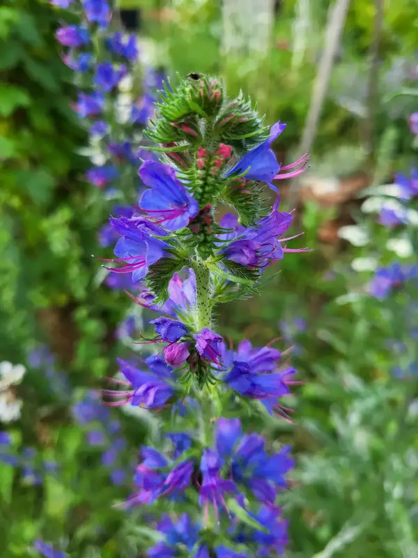 Blumen: Gewöhnlicher Natternkopf, echium vulgare