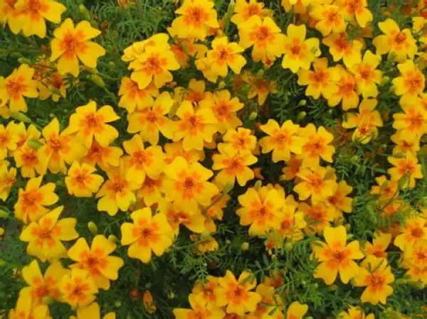 Blumen: Gewürztagetes