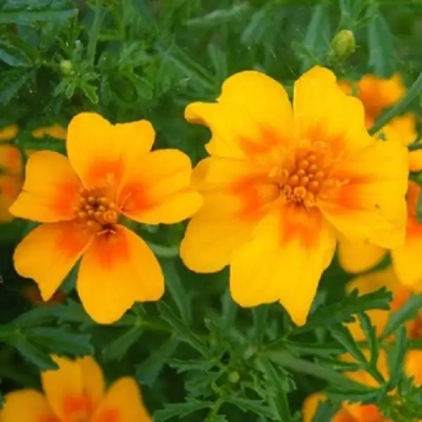 Blumen: Gewürztagetes gemischt