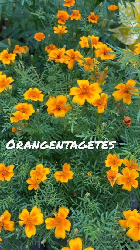 Blumen: Gewürztagetes Mandarine, Orange