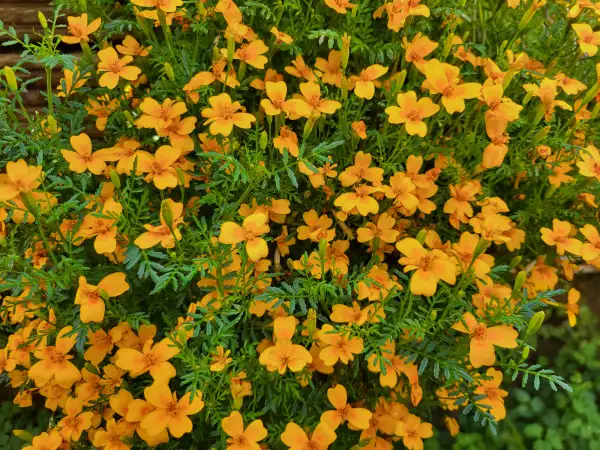 Blumen: Gewürztagetes orange