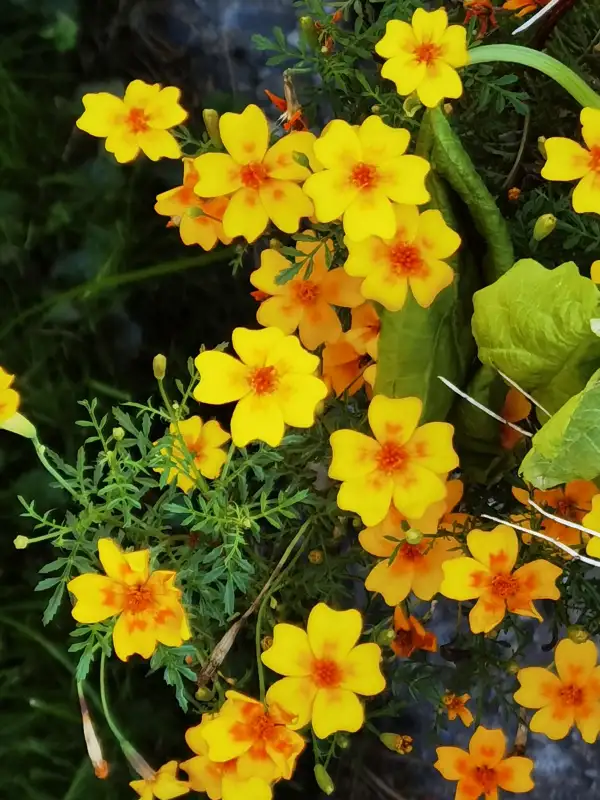 Kräuter: Gewürztagetes Tagetes tenuifolia