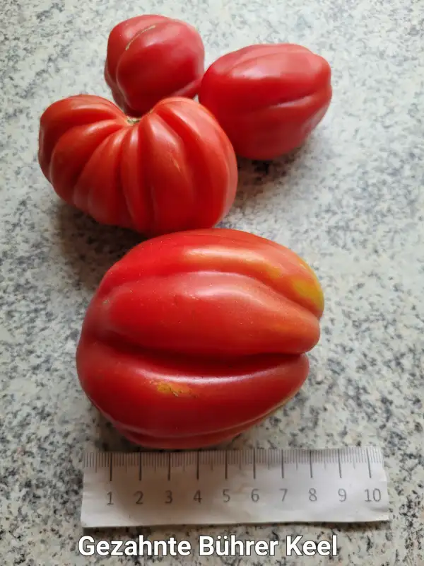 Tomaten: Gezahnte Bührer-Keel