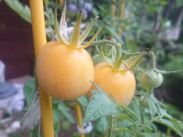 Tomaten: Ghost