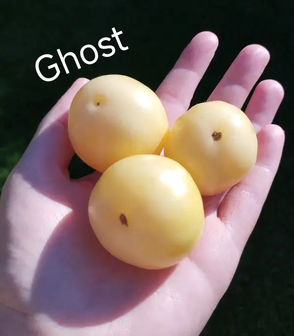 Tomaten: Ghost