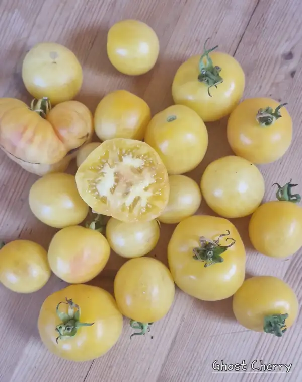 Tomaten: Ghost Cherry
