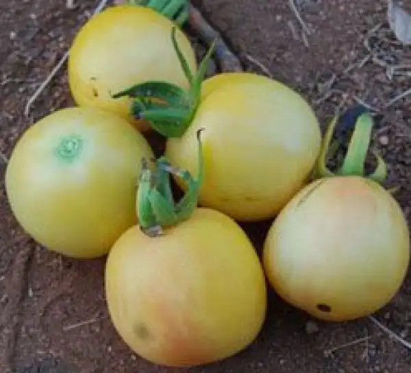 Tomaten: Ghost Cherry