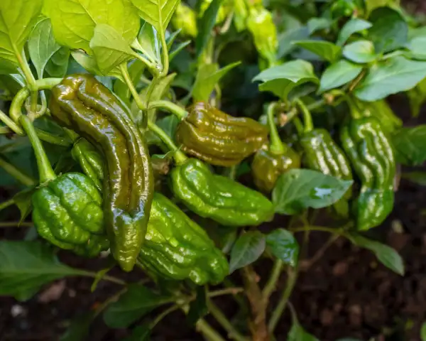 Chili / Paprika: Ghostly Jalapeño Mustard