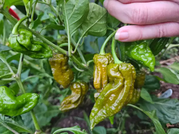 Chili: Ghostly Jalapeño Mustard