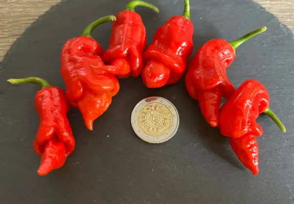 Chili / Paprika: Ghostly Jalapeno
