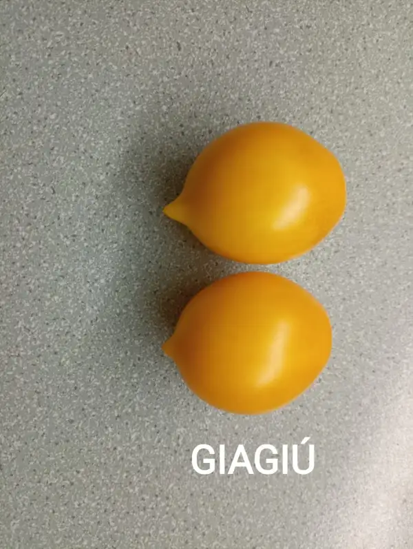 Tomaten: Giagiu