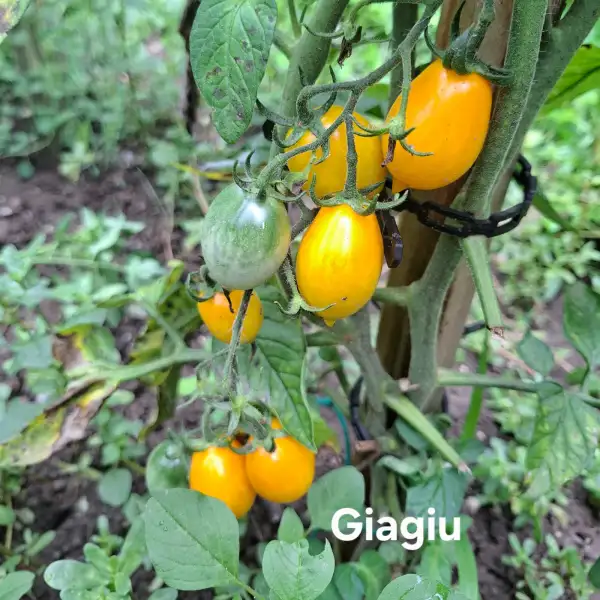 Tomaten: Giagiu