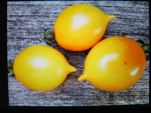 Tomaten: Giagiu