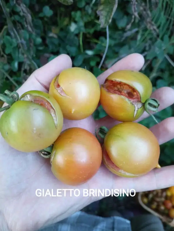 Tomaten: Gialetto Brindisino