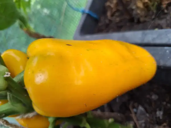 Chili / Paprika: Giallo D`Asti - Paprika