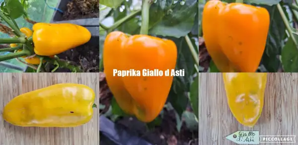 Chili / Paprika: Giallo D`Asti - Paprika