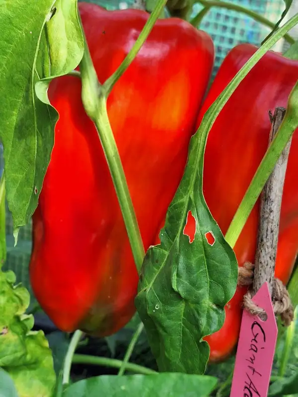 Chili / Paprika: Giant Aconcagua - Paprika