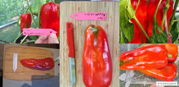 Chili / Paprika: Giant Aconcagua - Paprika