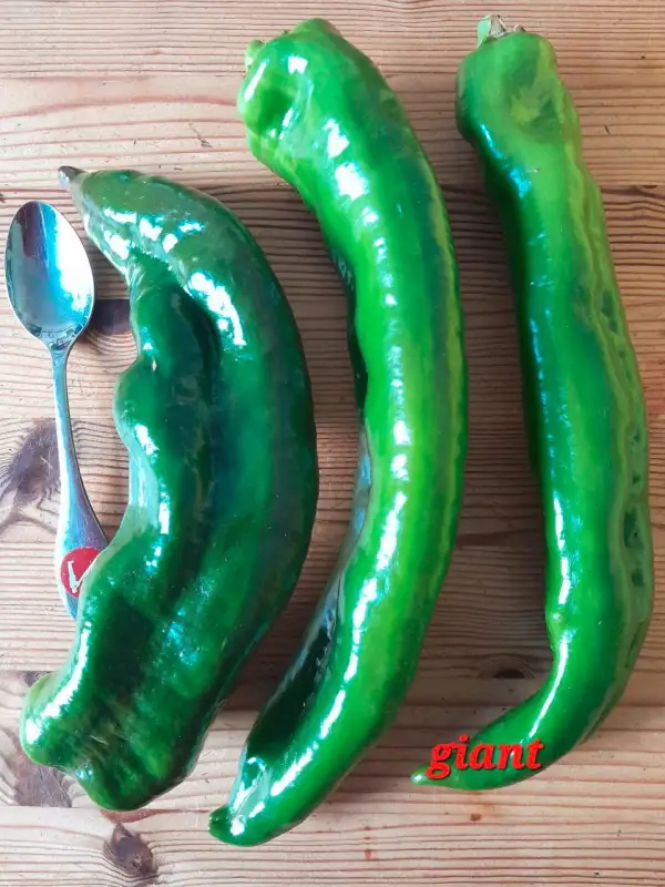 Chili / Paprika: Giant aconcaqua, Paprika