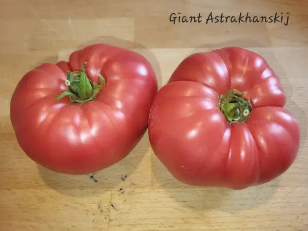 Tomaten: Giant Astrahanskij