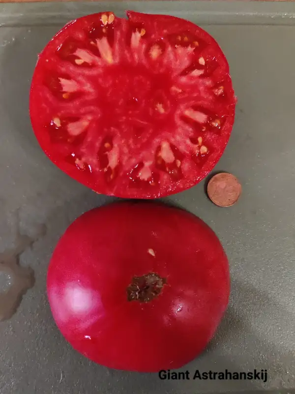 Tomaten: Giant Astrakhanskij